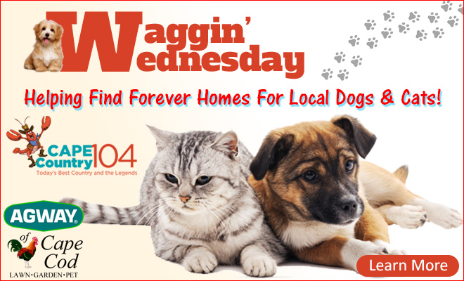 Tune Cape Country 104 every Wednesday at 9:45am for a purr-fect new feature called Waggin’ Wednesday by Agway of Cape Cod!