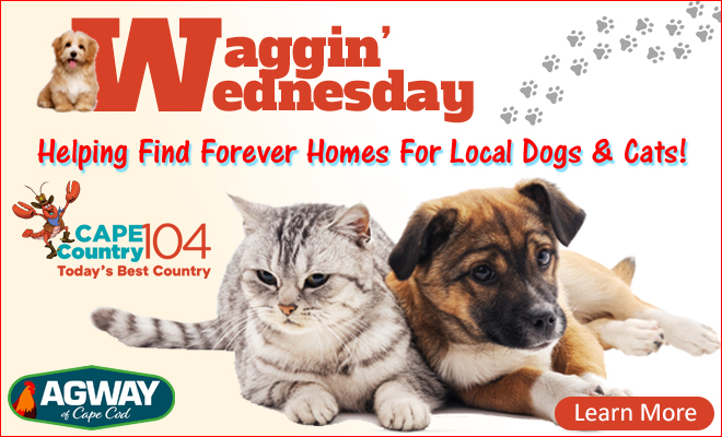Tune Cape Country 104 every Wednesday at 9:45am for a purr-fect new feature called Waggin’ Wednesday by Agway of Cape Cod!